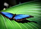 Butterfly Field Trip